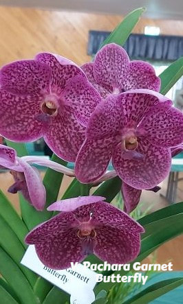 Caboolture Orchid Society Orichids